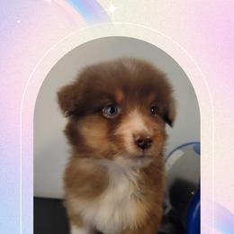 Michael - Red tri-color male Australian Shepherd puppy in Pottstown, Pennsylvania from Daffodil Australian Shepherds