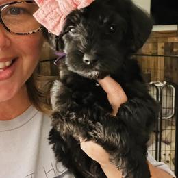 Goldendoodle Puppies from Thompson Creek Doodles