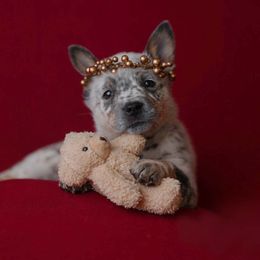 Australian Cattle Dog and Collie Puppies from Blackberry Hills