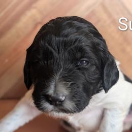Sue - Black and white female Sheepadoodle puppy in Berwick, Pennsylvania from Wright’s Wiggle Butts