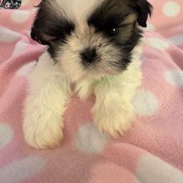 Girl 2H - Silver gold and white female Shih Tzu puppy in Madras, Oregon from Maridee’s ShihTzu