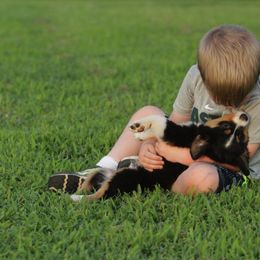 Toy Australian Shepherd Puppies from Baker Ranch Toy Aussies