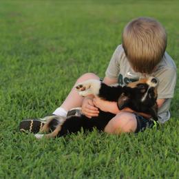 Toy Australian Shepherd Puppies from Baker Ranch Toy Aussies