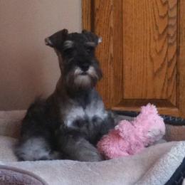 Miniature Schnauzer Puppies from Legend's Miniature Schnauzers