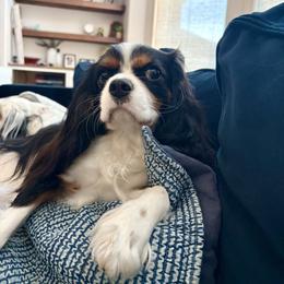 Cavalier King Charles Spaniels from True Heart Cavaliers llc