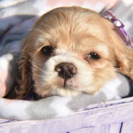 Cocker Spaniels from Ashley Morales's Cocker Spaniels