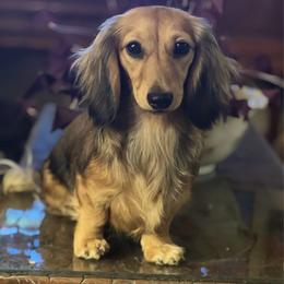 Hazel - Dachshund