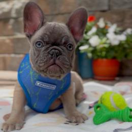 Neru - Blue fawn male French Bulldog puppy in Miami, Florida from Oceanside French Bulldogs