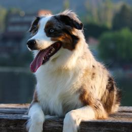 Lainey - Miniature Australian Shepherd