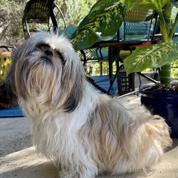 Tasya - Shih Tzu
