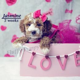 Jasmine (Light Blue Collar) girl - Red  female Goldendoodle puppy in Corona, California from Fluffy Puppy Mini Doodles LLC