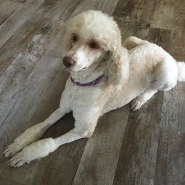 Poodle All Grown Up from Red Door Poodles