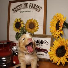 Australian Shepherd Puppies from Haulin' Auss Shepherds