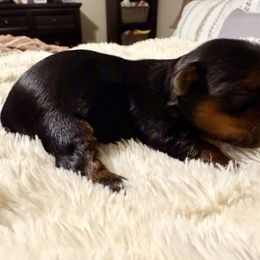 Yorkshire Terrier Puppies from Yorkie Fever