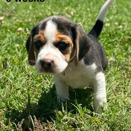 Iris - Black white and tan female Beagle puppy in Rogersville, Missouri from Hales Little Beagle Haven