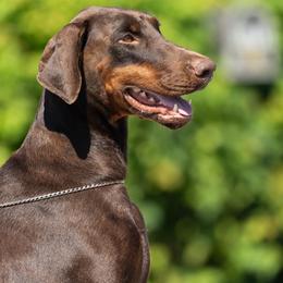 Bruny - Red and rust female Doberman Pinscher puppy in Old Bridge, New Jersey from Wizard Ost Revolution kennel