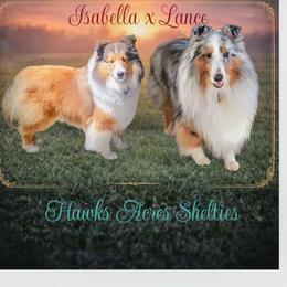Shetland Sheepdog puppies from Hawks Acres Shelties
