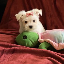 Maltese Puppies from California AKC Maltese