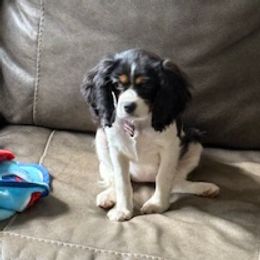 Cavalier King Charles Spaniel puppies from Ellis Family Cavaliers