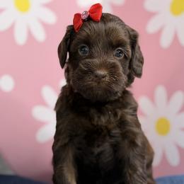 Stella - Chocolate female Australian Labradoodle puppy in Citrus Heights, California from Elite Blend Labradoodles