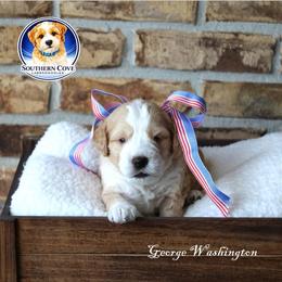 George Washington - Apricot male Australian Labradoodle puppy in Winter Haven, Florida from Southern Cove Labradoodles