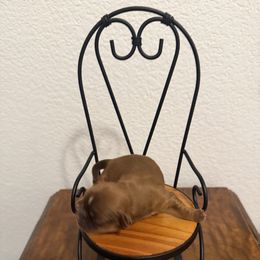 Shih Tzu Puppies from Rustic_Charm_by_Andye