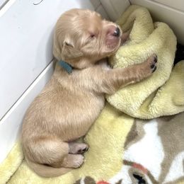 Golden Retriever Puppies from Ruff Life Goldens