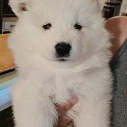 GREEN - White male Samoyed puppy in San Antonio, Texas from Hill Country Samoyeds