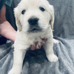Golden Retriever Puppies from Valiant Goldens