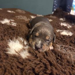 Aegon - Blue tri-color male American Bully puppy in Henderson, Kentucky from Medusa’s Bullies