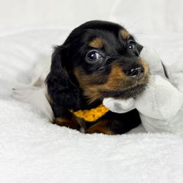 Twix - Black and tan male Dachshund puppy in Sacramento, California from MiniDoxPups