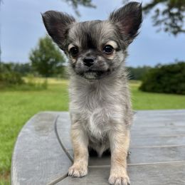 Small Fawn Male - Black sabled fawn male Chihuahua puppy in Husser, Louisiana from Marpop Puppies
