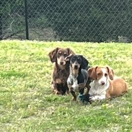 Dachshunds from Skyview Doxie Ranch