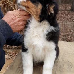 Australian Shepherds from Cavalier Australian Shepherds