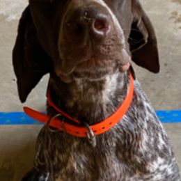 German Shorthaired Pointer All Grown Up from Majestik Kennels