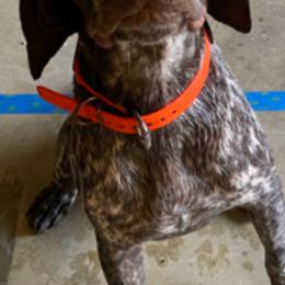 German Shorthaired Pointer All Grown Up from Majestik Kennels