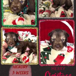 Hickory - Red and white male Siberian Husky puppy in Florence, Kentucky from Moonlight Howl Huskies