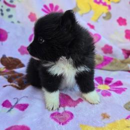 Gladiola - Black parti female Pomeranian puppy in Harrisonville, Missouri from Cindy's Pomeranians
