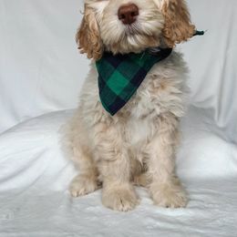 Labradoodle and Poodle Puppies from Lucky Labradoodles