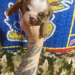 Bam Bam - Red female Bulldog puppy in Topeka, Kansas from Midwest Monster Made Bulldogs