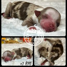 Australian Shepherd, Miniature American Shepherd, Miniature Australian Shepherd, and Toy Australian Shepherd Puppies from JKKJ Farms