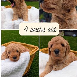 Cookie Dough - Cream female Goldendoodle puppy in Flagstaff, Arizona from Pat's Poodle Pups & Moore