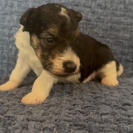 Roger - White tan and black male Wire Fox Terrier puppy in Knoxville, Tennessee from Wire Hairs of Knoxville