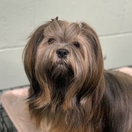 Rosie - Lhasa Apso