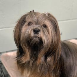 Rosie - Lhasa Apso