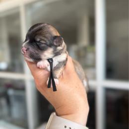 Black collar - Fawn sable male Havanese puppy in Silverton, Oregon from PNW Havanese