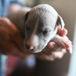 Stratus - Blue brindle male Whippet puppy in Gentry, Arkansas from Mardel Robeson of Mulberry Hollow Whippets