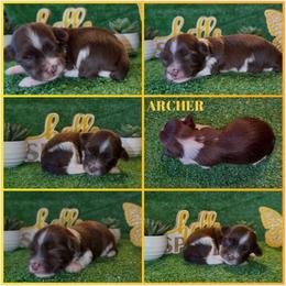 Archer - AKC - Chocolate male Havanese puppy in Verden, Oklahoma from Holcombs Puppy Ranch