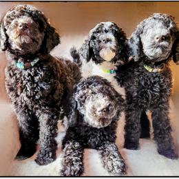 Poodles from Lucy's Standards