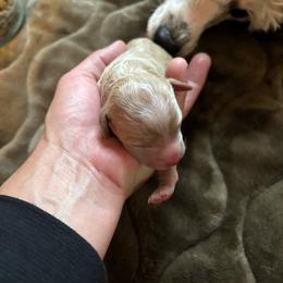 Girl 2 - Cream female Poodle puppy in Lance Creek, Wyoming from CK Poodles LLC